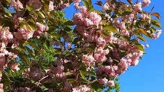 Квітнуть Квіти. Київ. 27.04.2024. Sakura, Lilac, Tulip Flowers. Chernobyle Cathedral, Kyiv Ukraine