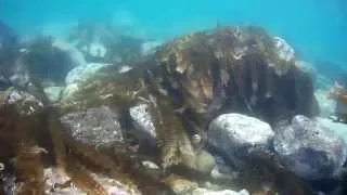 Freediving in the Sea of Japan. Far East Russia. SJCAM SJ5000. Японское море, бухта Морские Глубины