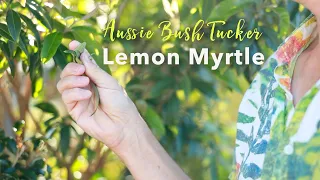Lemon Myrtle - The Queen of lemon herbs