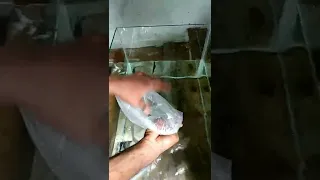 Unboxing arapaima and alligator gar 🦈🐊 #short