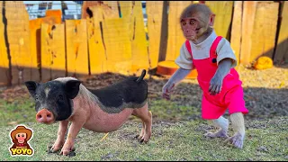 Monkey YiYi was surprised to see piglet looked like Ủn ỉn