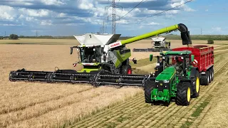 Claas Lexion 8800 harvesting Grass Seed with MacDon FD245 - 45ft. wide header (4K)