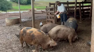 CRIANDO PORCO NO SÍTIO COMO ANTIGAMENTE- JOÃO CARLOS TOMELEIRO