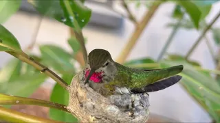 Anna’s Hummingbird Christina Bringing Lunch to her 8 Days Old Nestling Solo