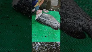 Cutting Giant Grouper龍膽石斑切割分解