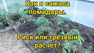 Посадка томатов в холодный грунт  Риск или трезвый расчет