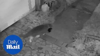 Hilarious footage shows real life 'cat burglar' stealing clothes