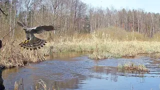 Jastrząb Gołębiarz poluje na Kaczki... 5min! Leśne Wieści cz.23