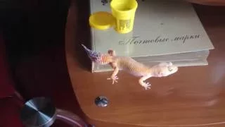 Magic!Play doh to gecko!