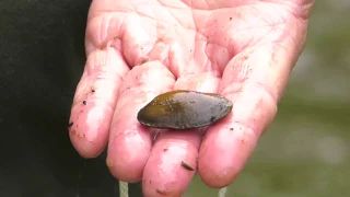 How to do a timed search for Wisconsin’s native freshwater mussels