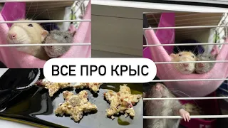 Уборка, Зоотовары, Рецепт вкусняшки, Fix price - для крыс 🐀