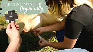 Treating Mastitis Organically | Fire in the Neighbor's Pasture?!?