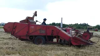 International Tractor - Harvesting Barley w/ JF MS70 Combine | Farm Event Aars | DK Agriculture