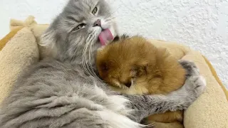 A mother's love: touching moments of a cat grooming her playful kitten