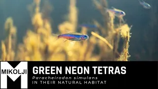 Neon tetras, Paracheirodon simulans in their natural habitat