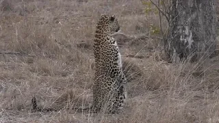 SafariLive ,Wow! Leopard Hukumuri missed Tlalamba aka Spotted Meerkat and her kill!