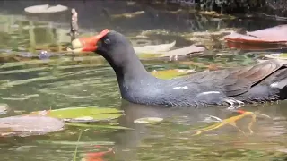 Камышница   Gallinula chloropus