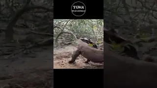 Komodo Dragons Attacking Bat! Wildlife Animals #shorts