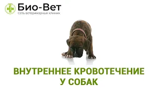 Внутреннее кровотечение у собак. Ветеринарная клиника Био-Вет.