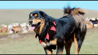 Mongolian Bankhar Dog