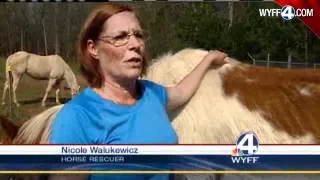 Neglected Horses Rescued