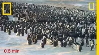 Penguins Do the Wave to Keep Warm | National Geographic