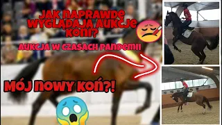 Jak wyglądają prawdziwe aukcje koni? Licytacja - MÓJ NOWY KOŃ