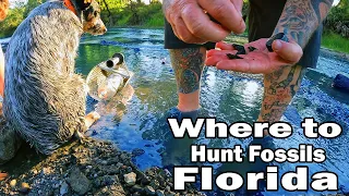 Where to HUNT FOSSILS , Peace River Florida . HUGE HAUL!!