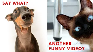 Animals Will Make You Laugh Your Head OFF * FUNNY ANIMAL Compilation*