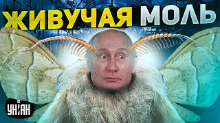 Украине запретили прикончить Путина? Почему кремлевская моль до сих пор жива - ответ ГУР