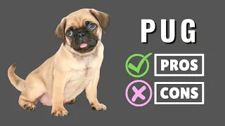 The Pros And Cons of Owning a Pug ✔️ ❌