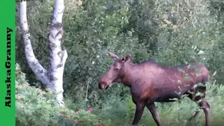 Moose Eating Alders In My Yard Alaska