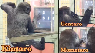 先週のゴリラ達のお勉強。父と2人の息子達を徹底比較⭐️Gorilla【京都市動物園】Comparison of Momotaro and his two sons studying.