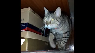 It took 3 months, but i was finally able to film my cat doing this:
