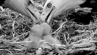 Decorah N2B 17/04/2  19:38 Mom & Dad do a touching tandem evening feeding - zoom