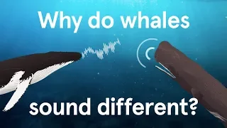 Why do whales sound different?