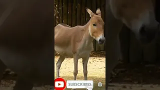 Donkey sounds animal funny video #shorts #short #shortsvideo