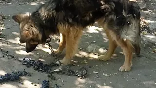 Собака ест виноград...Молдова
