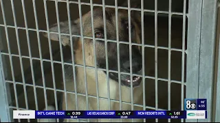 Henderson Animal Shelter nears capacity