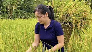 forest life, harvest and preserve upland rice, Wild girl - Huong