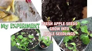 HOW TO GROW APPLE SEEDS | FROM FRESH APPLE DIRECT TO SOIL | RE POTTING APPLE SEEDLINGS |