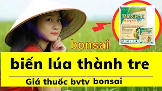 giá thuốc bảo vệ thực vật, thuốc bonsai làm lúa cứng như tre, chống đổ ngã làm lùn lóng