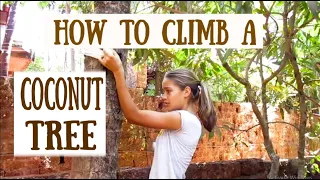 How to climb a palmtree