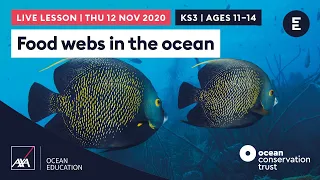 AXA #CoralLive 2020 | Food webs in the ocean Ages 11-14