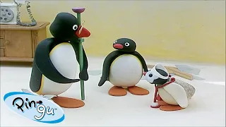 Pingu and His Family | Pingu - Official Channel | Cartoons For Kids