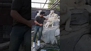 White Lion Wants to Bite on My Hand | Nouman Hassan |@7amodka.a