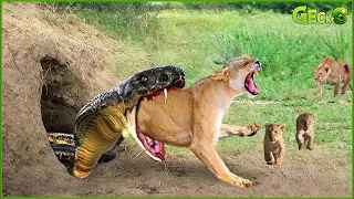 Dangerous trap! Can The Lion Family Escape From Cobra Venom? | Snakes vs Lion