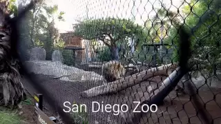 Lion Roars at the a San Diego Zoo