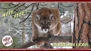 More About... Mountain Lions!