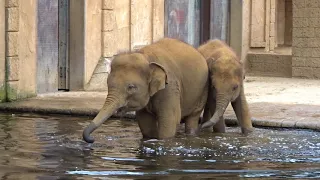 Zoo Hannover - kleine Elefanten beim Baden 🐘
